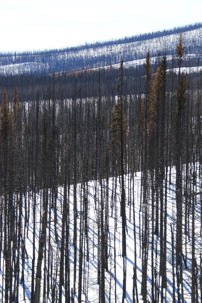 Allen's snow removal & forestry services