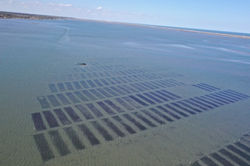 Battlepoint Aquaculture