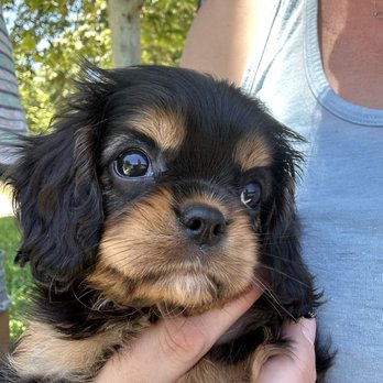 Castle Creek Cavaliers