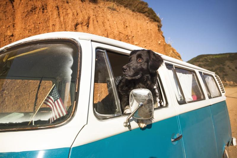 Dog Shelter & Rescue Unification Network