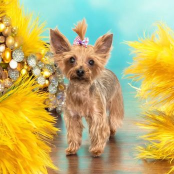 Dutchess Pawsome Parlor